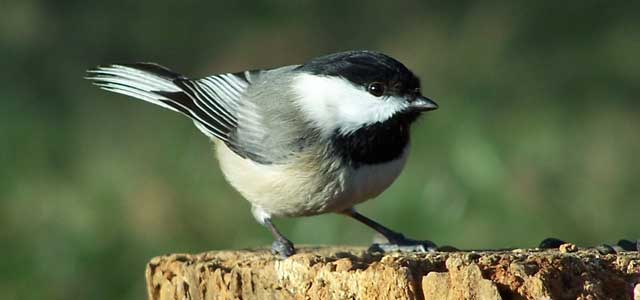 Chickadee at Cherokee Village Resort