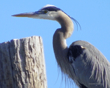 Blue heron on Lake Whitney