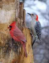 Male Cardinal and Woodpecker