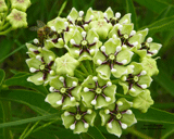 Milkweed flower at Cherokee Village Resort
