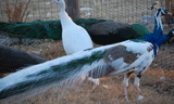 Pied and Blue Peacocks