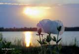 Poppies at Sunset