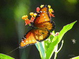 Queen Butterfly