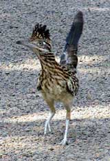 Roadrunner
