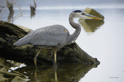 Blue Heron at Lake Whitney