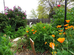 Butterfly Garden at Lake Whitney