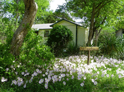 Pink evening primrose at Cherokee Village Resort cabin