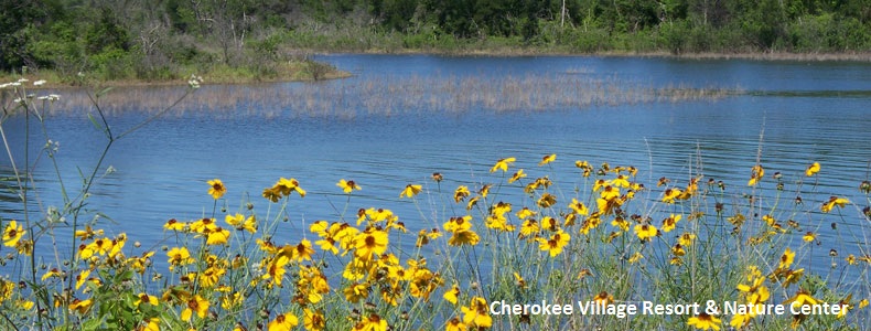 Wildflowers at Lake Whitney