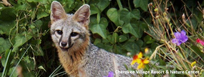 Fox at Lake Whitney